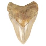 Megalodon Tooth. A Megalodon tooth, Miocene period from Java, Indonesia
