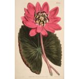 Curtis (William). Botanical Magazine, 1819