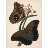 Manner of Edward Donovan (1768-1837). Three watercolours of Lepidoptera