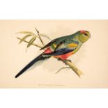 Birds. A collection of approximately 90 prints, 19th & early 20th-century