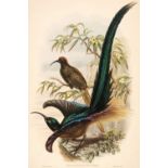 Gould (John & Hart W.). Four lithographs from 'Monograph of the Paradiseidae' circa 1891