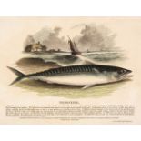 S. P. C. K. An album of 40 'Plates Illustrative of Natural History', 1845 - 50
