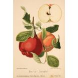 Fruit. A collection of approximately 100 lithographs, 19th-century