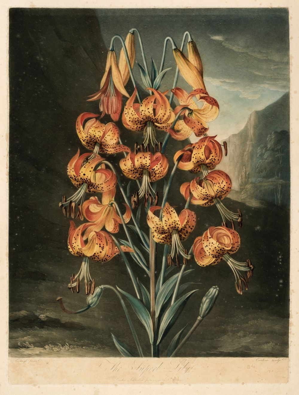 Thornton (Dr Robert). The Superb Lily, June 1st. 1799