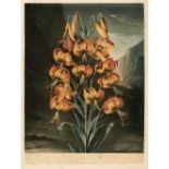 Thornton (Dr Robert). The Superb Lily, June 1st. 1799