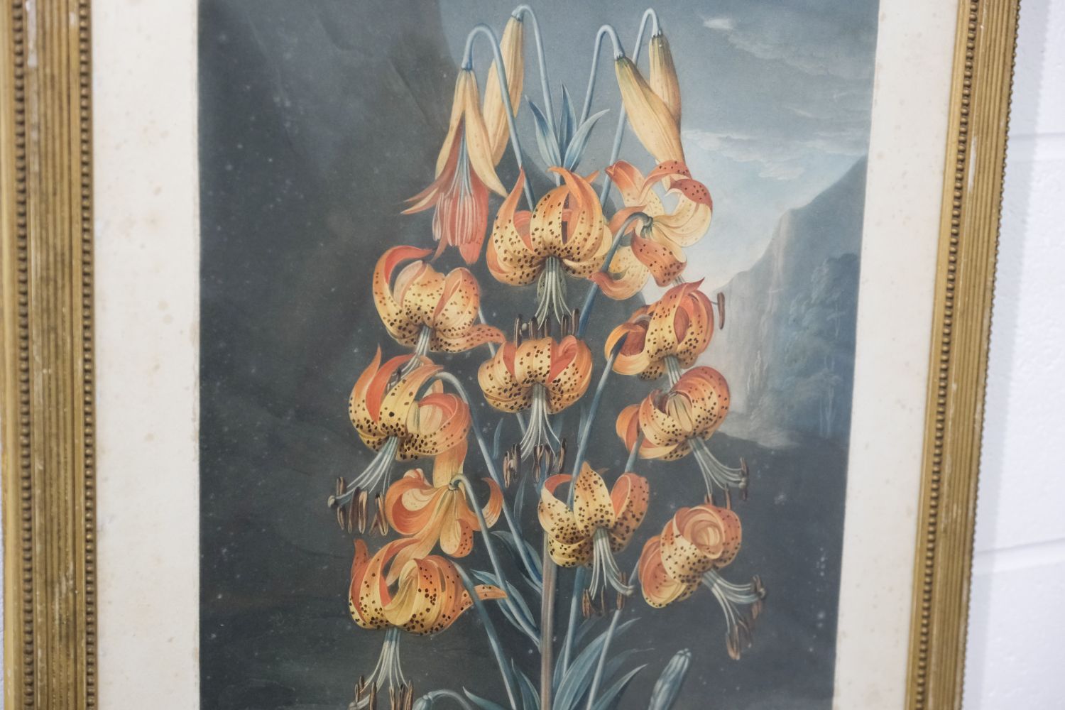 Thornton (Dr Robert). The Superb Lily, June 1st. 1799 - Image 4 of 5