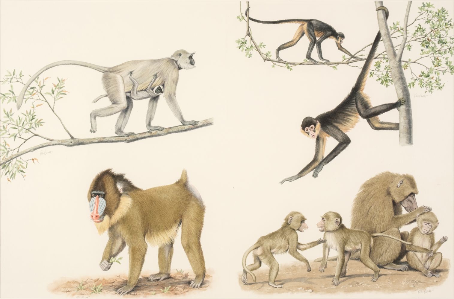 Barrett (Peter, 1935). Monkeys, watercolour, pen and ink,
