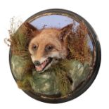 TAXIDERMY: AN EDWARDIAN FOX MASK