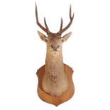 TAXIDERMY: A LARGE RED STAG SHOULDER MOUNT