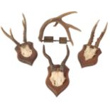 THREE SETS OF ROE DEER ANTLERS