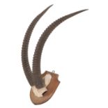 A VICTORIAN IBEX HORN