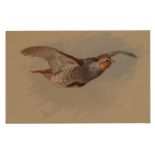 ARCHIBALD THORBURN (1860-1935) A grey partridge in flight