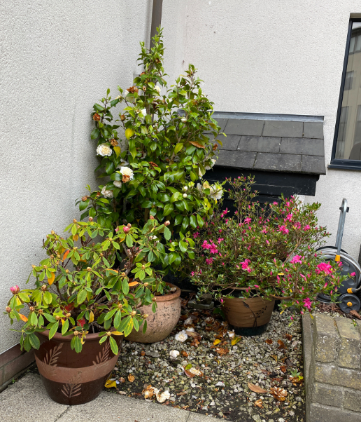 A TERRACOTTA PLANTER