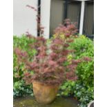 A TERRACOTTA GARDEN PLANTER