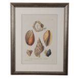 PAIR OF REPRODUCTION PRINTS OF SHELLS