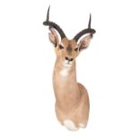 A TAXIDERMY IMPALA RAM NECK MOUNT