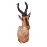 A TAXIDERMY RED HARTEBEEST