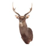 A TAXIDERMY SIKA STAG NECK MOUNT