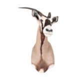 A TAXIDERMY GEMSBOK NECK MOUNT