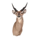A TAXIDERMY REED BUCK NECK MOUNT