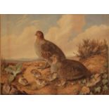 AUGUSTA INNES WITHERS (1792-1877) Partridges and chicks in a landscape