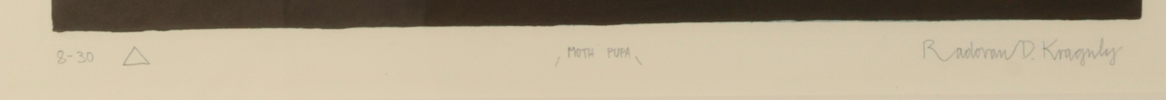*RADOVAN D. KRAGULY (B. 1935) 'Moth Pupa' - Bild 3 aus 3