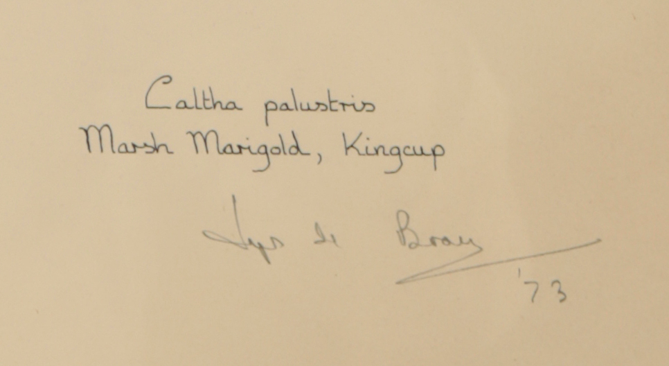 *LYS DE BRAY (B. 1930) 'Caltha palustris, Marsh Marigold, Kingcup' - Image 2 of 2