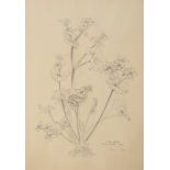 *LYS DE BRAY (B. 1930) 'Caltha palustris, Marsh Marigold, Kingcup'