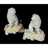 A PAIR OF DRESDEN PORCELAIN POODLES