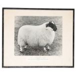 A GROUP OF FOUR MID 20TH CENTURY BLACK AND WHITE PHOTOGRAPHS OF PRIZE SHEEP