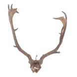 A GROUP OF THREE ANTLERS