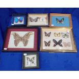 FRAMED COLLECTION OF FOREIGN MOTHS AND BUTTERFLIES