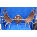 A MOUNTED SET OF ELK ANTLERS