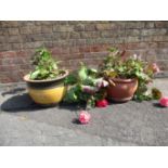 TWO GARDEN POTS, PLANTED WITH PELARGONIUMS