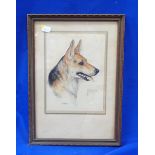 LILY SMITH: PORTRAIT OF AN ALSATIAN DOG 'PATSY'