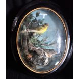 A FRAMED BIRD TAXIDERMY BY JAMES ROWE, BARNSTAPLE