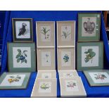 A COLLECTION OF BOTANICAL PRINTS