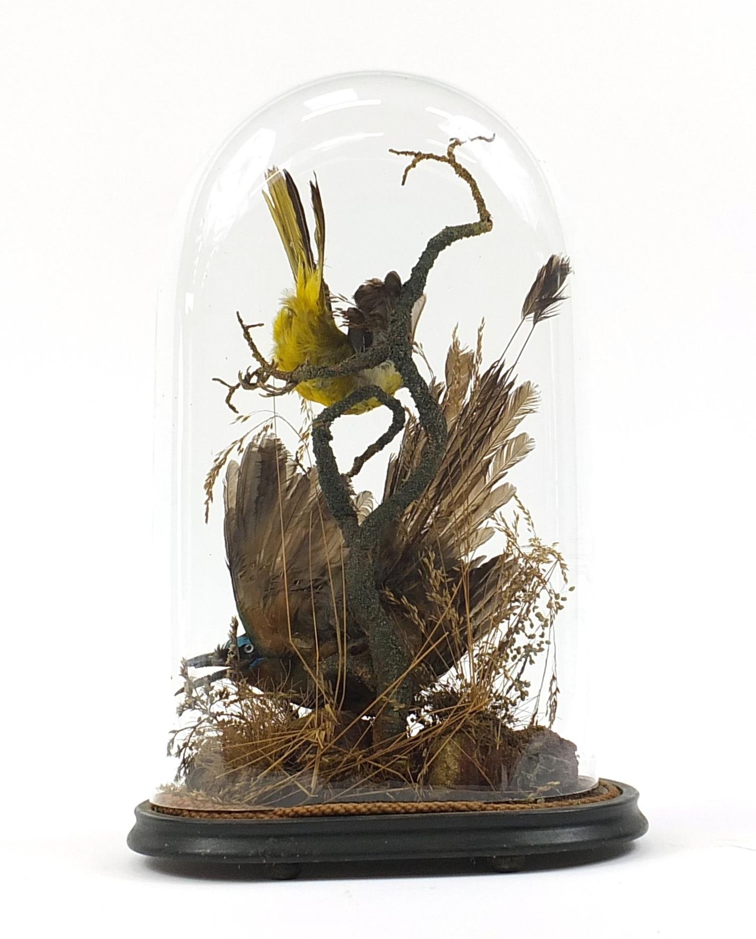 Victorian taxidermy display of a green jay and one other bird housed in a glass dome with ebonised - Image 2 of 2