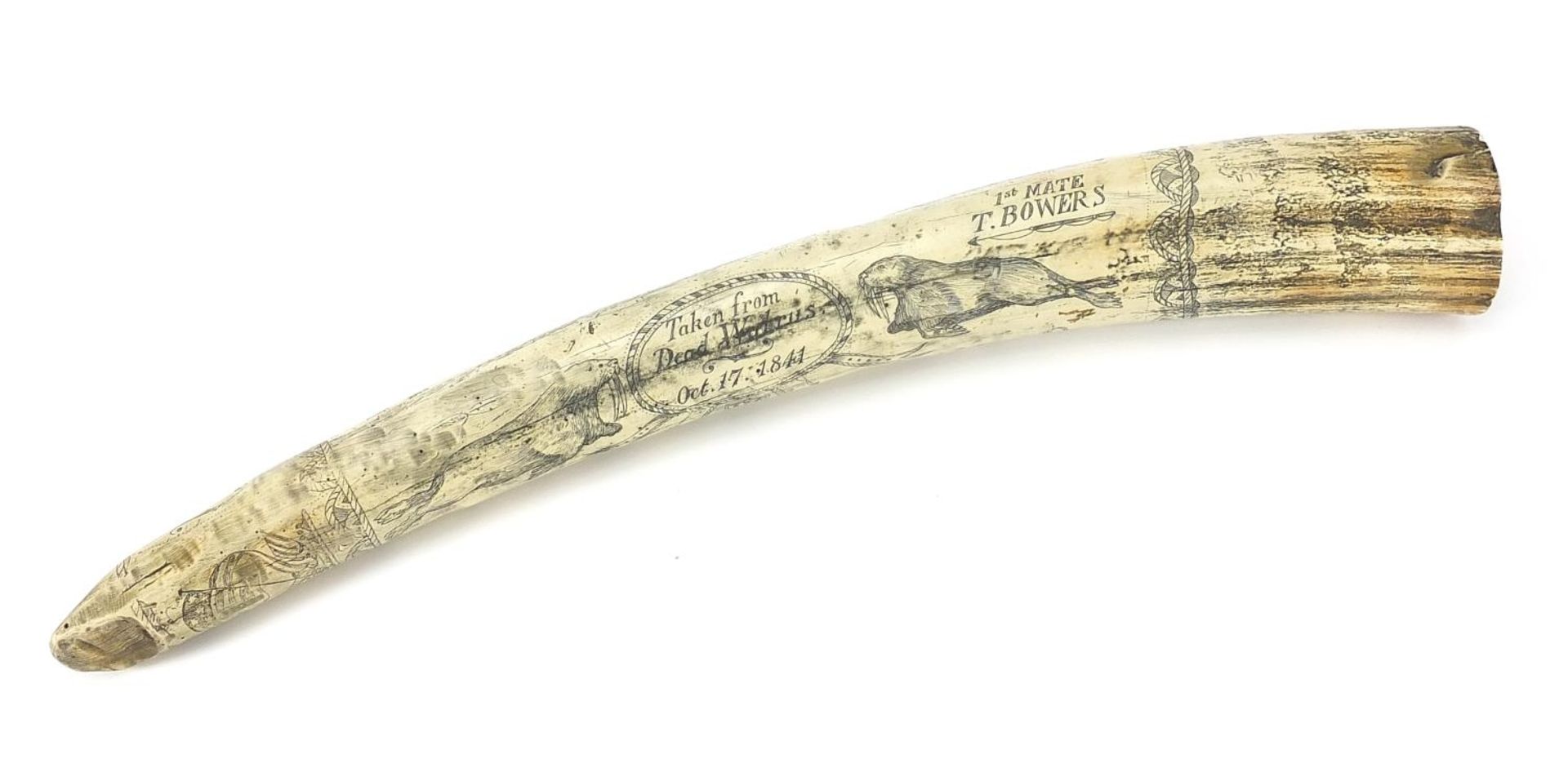 Large scrimshaw style model of a tusk, 53cm in length