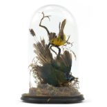 Victorian taxidermy display of a green jay and one other bird housed in a glass dome with ebonised