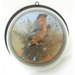 Victorian taxidermy bullfinch housed in a glass dome, George F. Butt Naturalist label to the back,