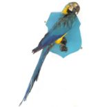 Taxidermy blue and gold macaw parrot mounted on a shield shaped wall plaque, 80cm high