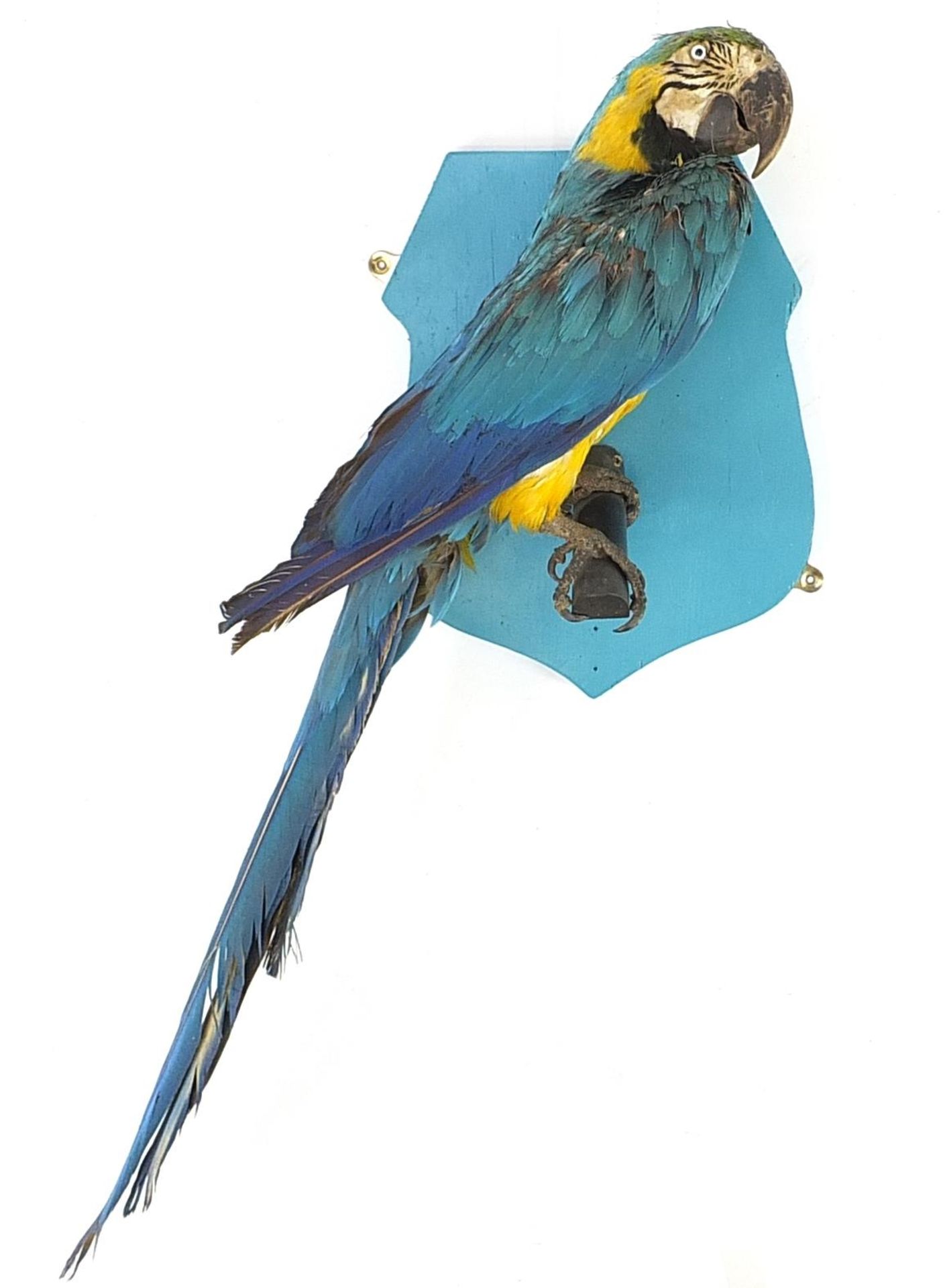 Taxidermy blue and gold macaw parrot mounted on a shield shaped wall plaque, 80cm high