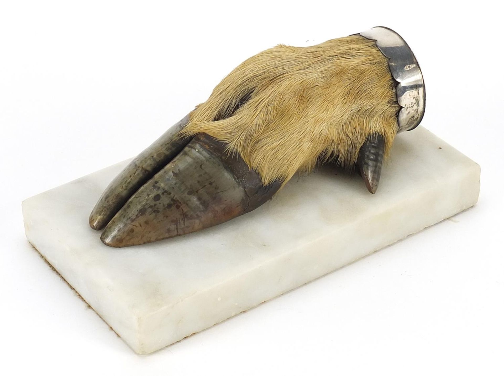 Taxidermy interest deer's foot paperweight with unmarked silver mount and marble base, 18cm in