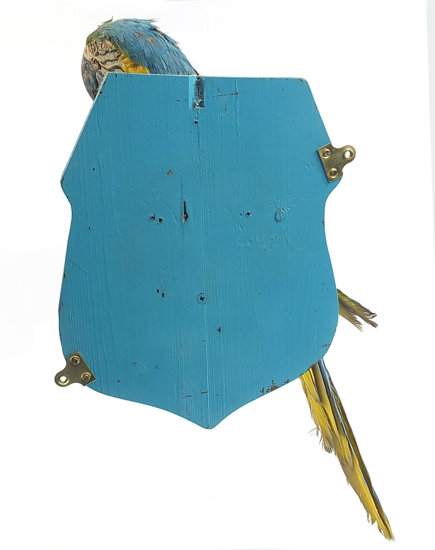 Taxidermy blue and gold macaw parrot mounted on a shield shaped wall plaque, 80cm high - Image 2 of 2