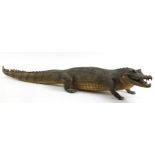 Large Taxidermy juvenile alligator, 135cm in length