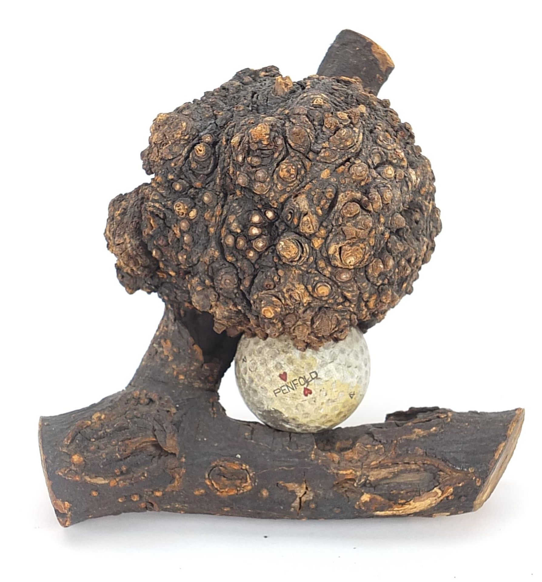 Golfing interest golf ball entrapped in a tree branch, 15cm high