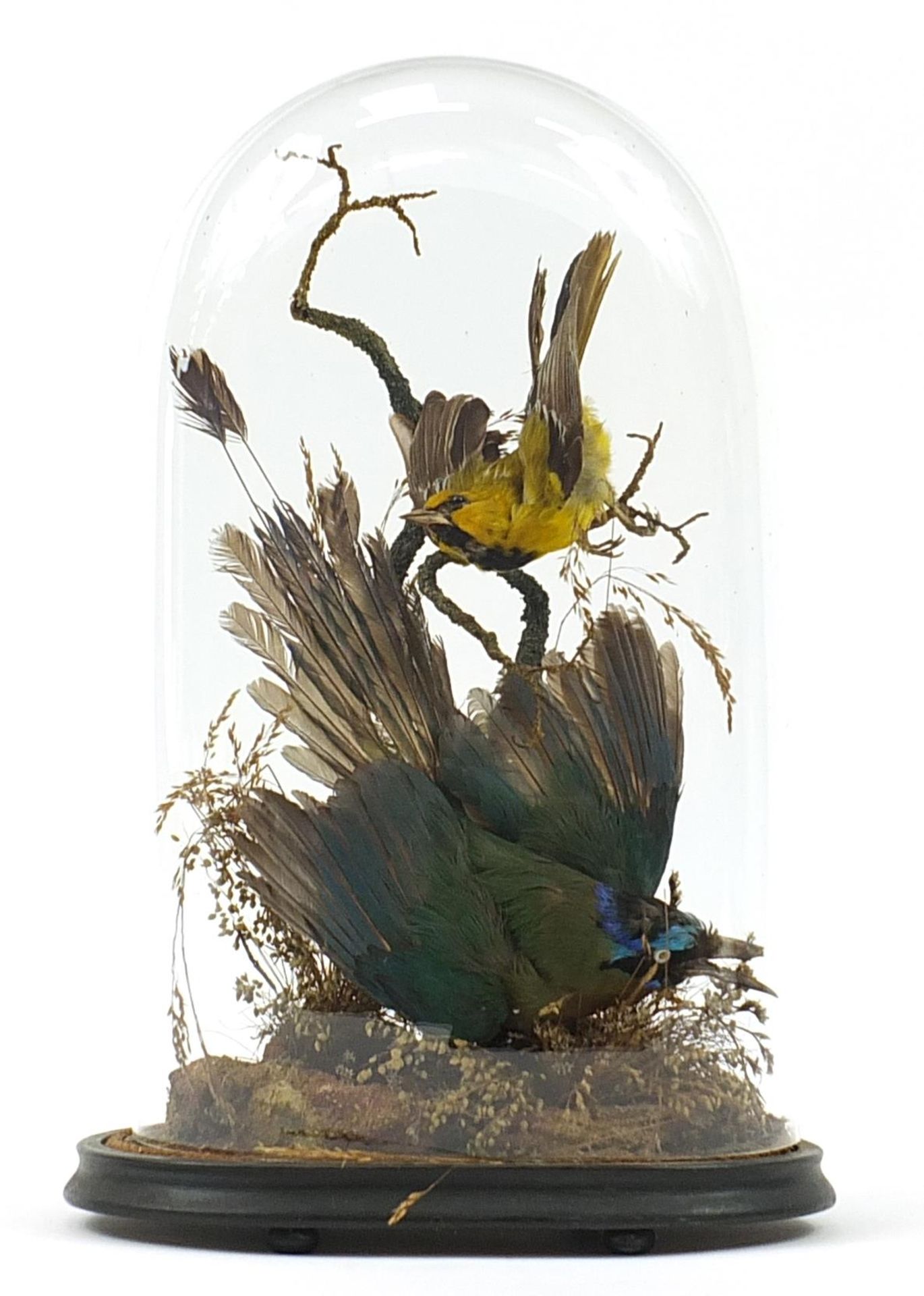 Victorian taxidermy display of a green jay and one other bird housed in a glass dome with ebonised