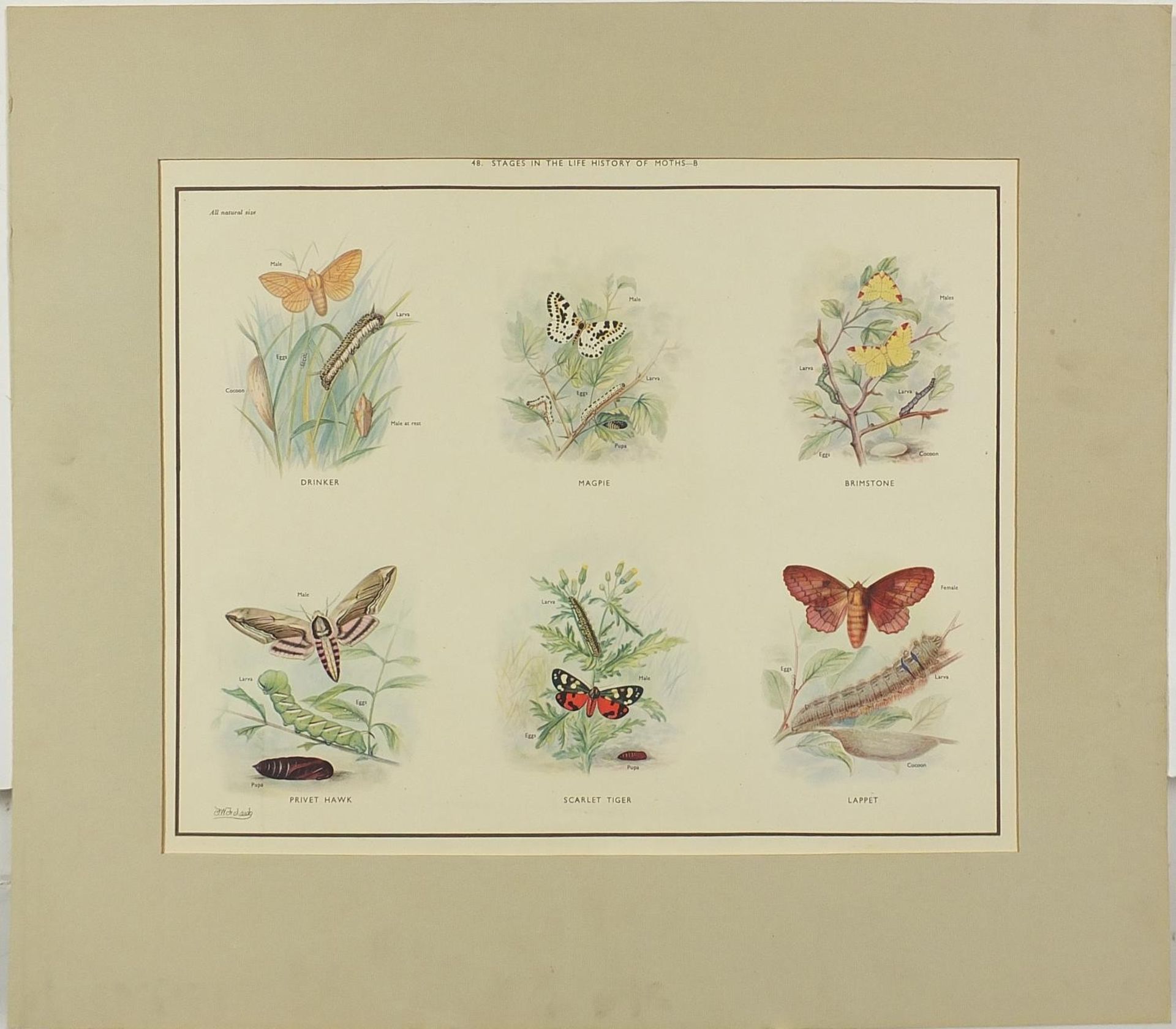 Set of eight botanical, aquatic, mammal and bird prints in colour, each mounted, unframed, 50cm x - Bild 21 aus 29