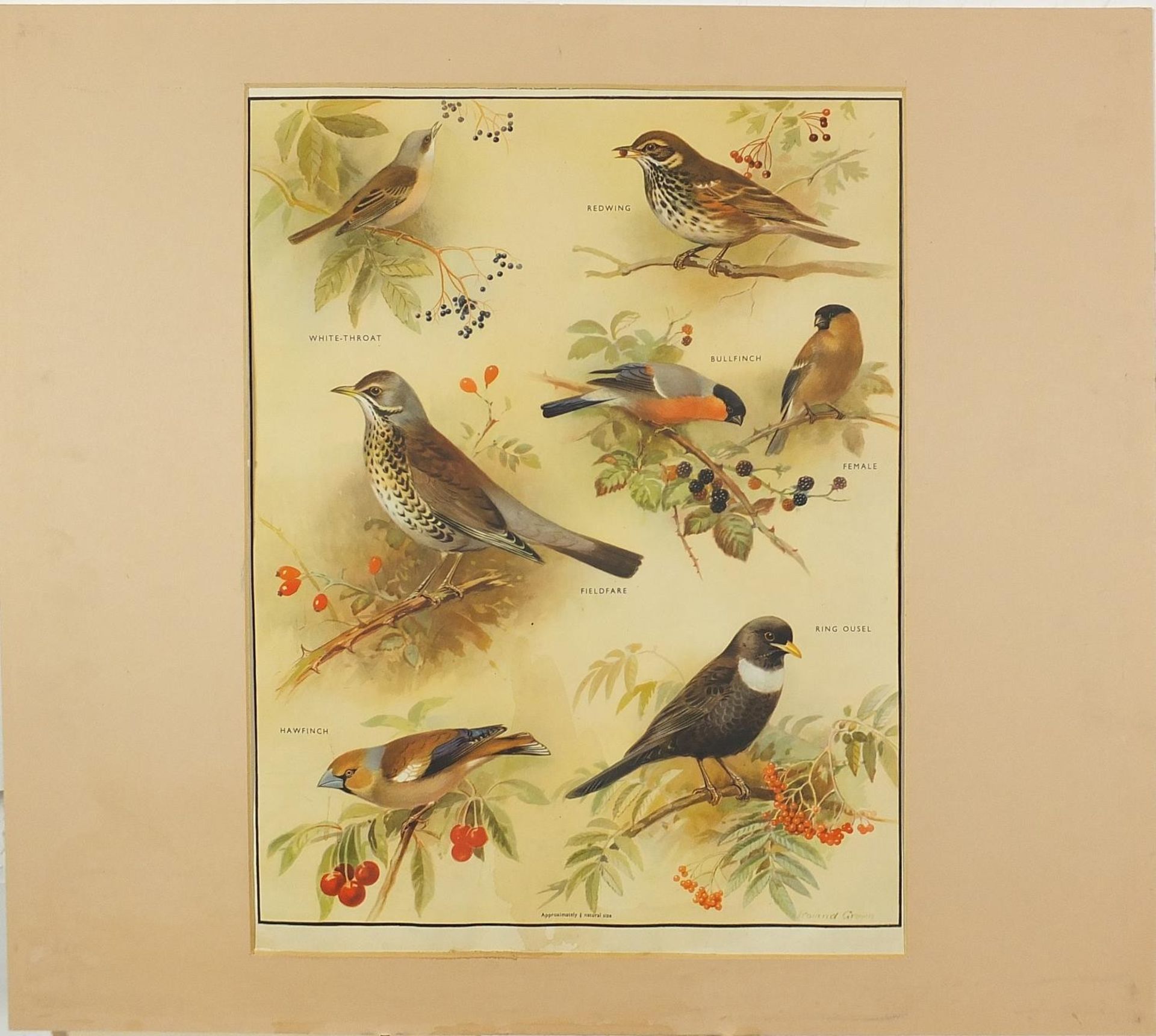 Set of eight botanical, aquatic, mammal and bird prints in colour, each mounted, unframed, 50cm x - Bild 17 aus 29